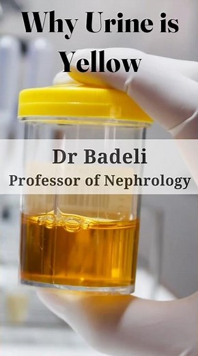 Why is urine yellow?