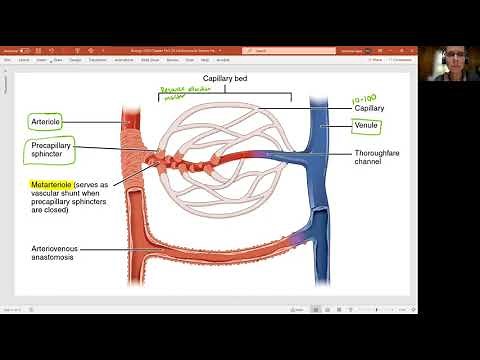 Biology 2020 Chapter 20 The Cardiovascular System: Capillary Bed (Video 12)