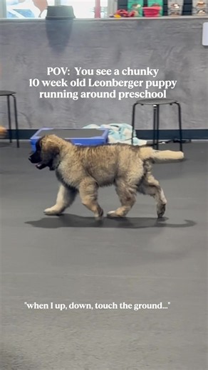 Live-Action Pooh Bear: Cute Leonberger Puppy Moments
