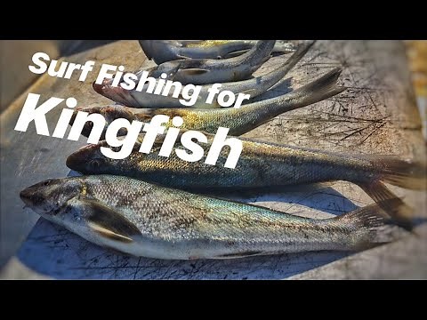 Catching Kingfish off the SURF with Bloodworms | Brigantine, NJ |