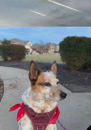 Add air traffic controller to her resume 🥰 #heeler #dogsoftiktok #cattledog #dogoftheday
