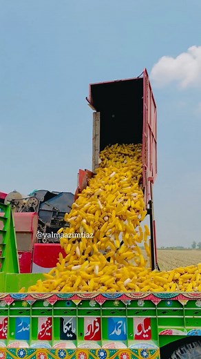 Maize Harvesting Machine! | Yalmaaz Imtiaz