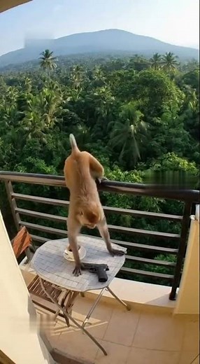 😃😃monkey playing with his life 😃#sora #funny