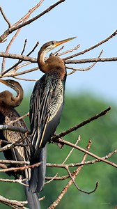 Anhinga #birds #reels #wildlife #nature | 𝐍𝐚𝐭𝐮𝐫𝐞 𝐏𝐡𝐨𝐭𝐨𝐬 𝐁𝐨𝐨𝐤
