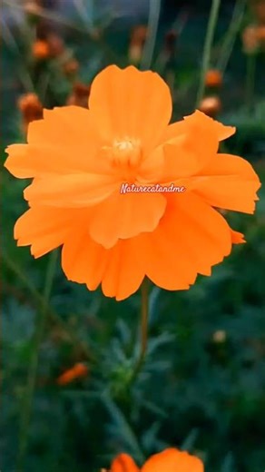 Orange blooms to brighten your day! 🧡 #flowers #nature