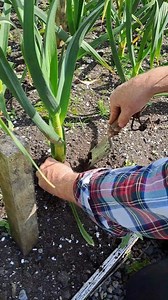 1.5K views · 45 reactions | 龍 When to harvest garlic & time to get...