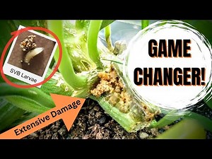 MOST Effective Way to STOP 🛑 Squash Vine Borers for GOOD! 🐛 (Get A Harvest by Protecting Squash! 🎃)