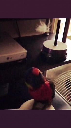 4.2K views · 156 reactions | Feather falling on bird in slow motion! Bird’s reaction is priceless | Carolin von Petzholdt | Facebook