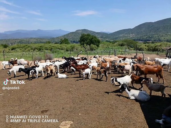 Mthe Ngcede uMzala (@ngcede5)’s videos with original sound - Mthe Ngcede uMzala