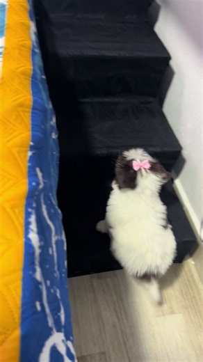 Shayla: Adorable Shih Tzu Cachorros en Video