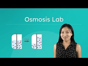 Osmosis Lab - Water Movement Across a Membrane