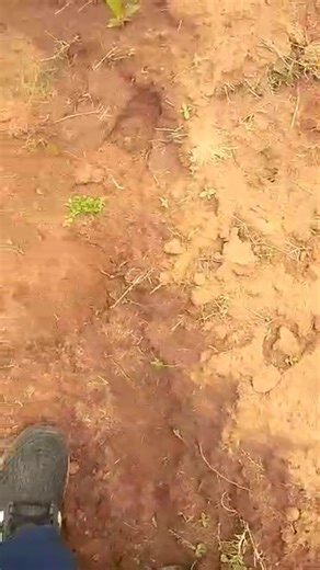 Residual effects of Natto from last season. The farmer had maize on that land so this year he planted tobacco same land. You should know your next crop so that you know the herbicide to apply | Micah Kadange