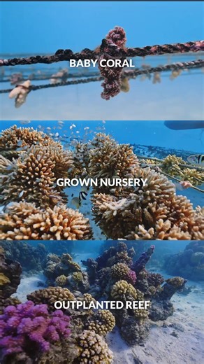 From baby coral to reef. This is our restoration work from start to finish — with countless dives, data-driven science, and years of grit in between. #CoralGardeners #SaveTheReef