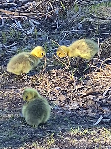 #goose #goslings #birdwatching #birds