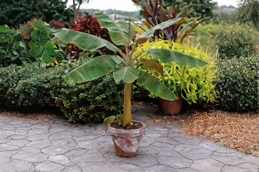 Musa Dwarf Cavendish Banana Compact Tropical Indoor Outdoor Plant Seed Pack