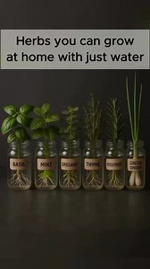 Herbs you can grow at home with just water 💦 | David Wolfe