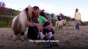 8.8K views · 299 reactions | The owner of a Shetland pony called Pumuckel measuring just shy of 20 inches in height, hopes the animal will make it into the Guinness Book of World Records as possibly the world’s smallest pony. | Reuters | Facebook