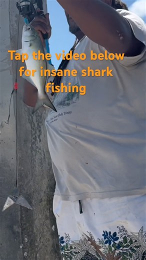 Catching blue fish from a dock in Florida 😱#fishing #bluefish #fishingvideo