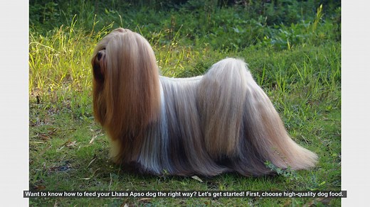 How to Properly Feed Your Lhasa Apso: Essential Tips