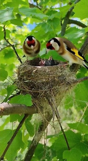 European Goldfinch Feeding Babies in Nest | Amazing Nature Birds