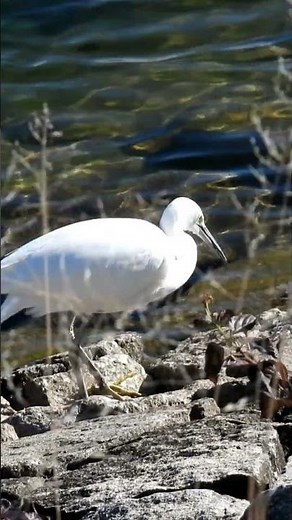 Garça-branca-pequena #natureza #birdwatching #avessilvestres #ecologia
