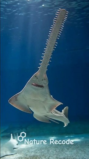 Sawfish's Deadly Chainsaw Attack The Ocean's Most Unique Hunter!