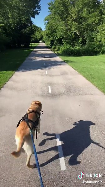 Skating on the trail and we made a new friend #skateboarding #skatejoring #deer #urbanmushing #labrador