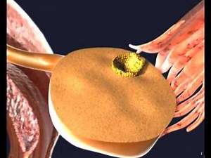 EMBRYO DEVELOPMENT AND IMPLANTATION