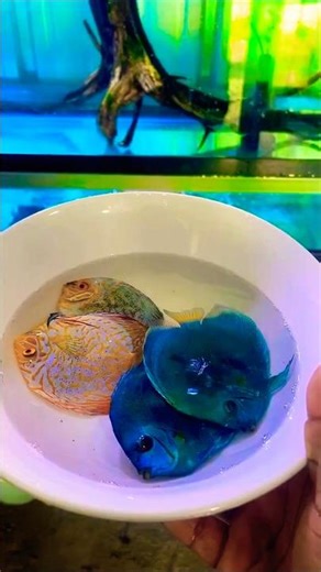 Stunning Discus Fish Tank Setup ✨ #shorts #aquarium #breeding #discus