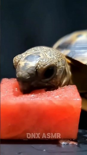 Turtle Eats Watermelon | AI ASMR