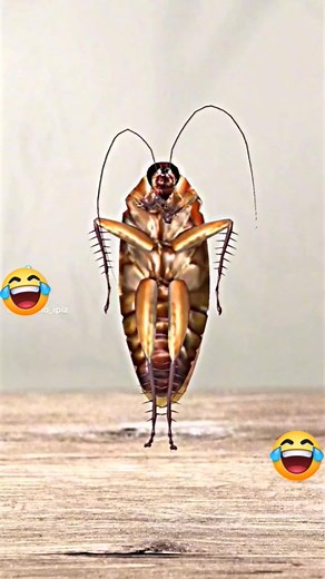 1.2K views · 35 reactions | Dancing cockroach! #fypシ゚viral #fypシ | Malyn | Facebook