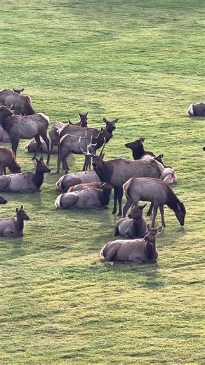During the fall rut, bull elk bugle, posture, and aggressively move cows to keep their harems tight. Even with a severe antler injury, this mature bull is still hormonally driven, vocal, and dominant—charging a cow to reposition her as the rut peaks. Wild behavior. Urban setting. 📍 Estes Park, Colorado #bullelk #elkrut #bugle #viralvideo #foryou