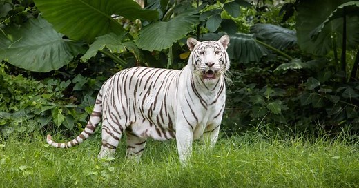 7 animais mais bonitos do mundo