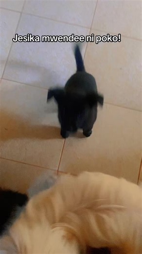 Exploring the Intuitive Empath: Muyu and Jesika's Insights