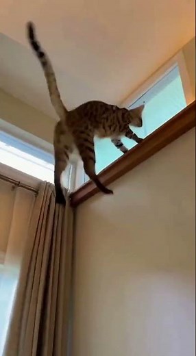 “Simba Goes Wild Watching the Animal Channel!” #simba #subscribemychannel #funny #animals #simba