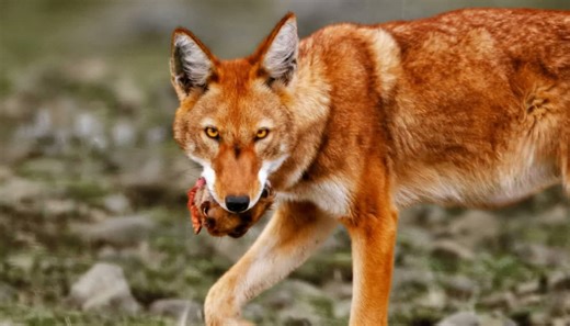 This is the rarest wolf species on Earth
