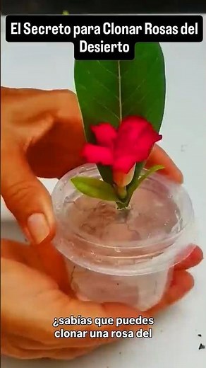 The Secret to Cloning Desert Roses