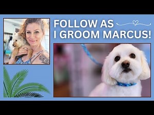 Marcus the COTON de Tulear (Full grooming session)
