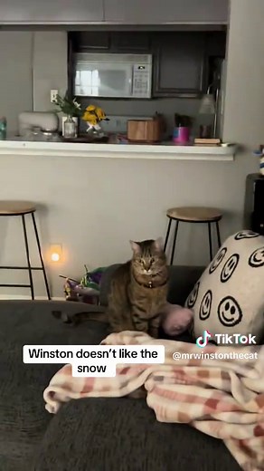 #catsoftiktok #mrwinstonthecat #fyp #winstonthecat #winstonthecat