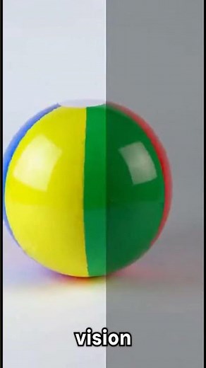 human visios vs dog vision