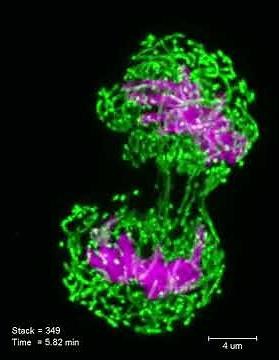 為活細胞拍微影像：細胞分裂過程
