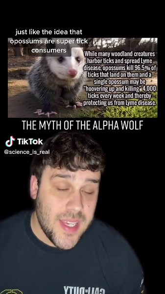 Debunking the Myth of the Alpha Wolf