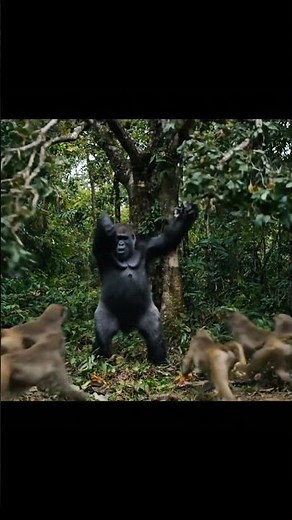 Gorilla vs Monkeys 🦍🐒 | Shocking Wildlife Conflict #Shorts