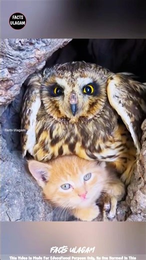 Man Saves Kittens and Owl 😍| Facts Tamizha_#shorts