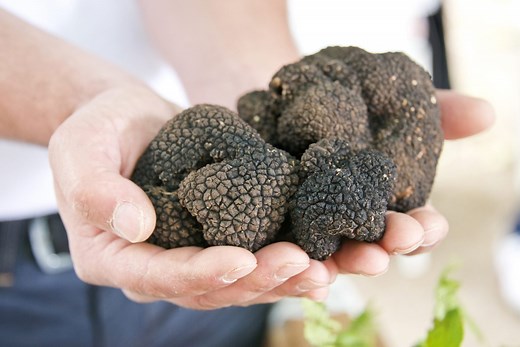 What Are Truffles—And Why Are They So Darn Expensive?