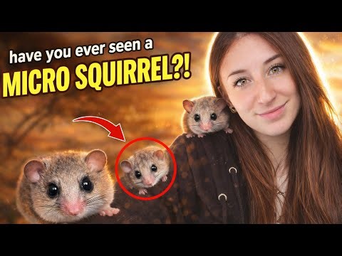 VLOG re-vamp my micro squirrel enclosure & chat about them!