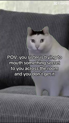 #huhcat #secret #sister #whisper #lolmeme #lolcat #wut