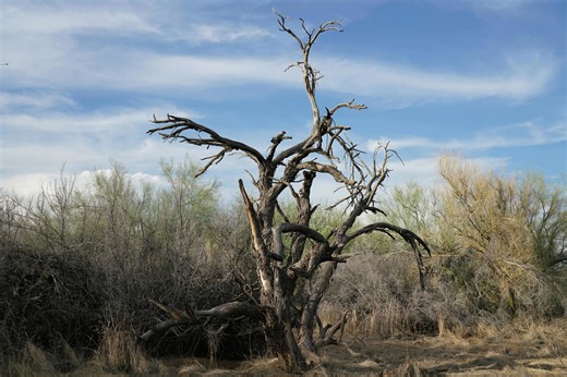 America’s “ghost forests” rise