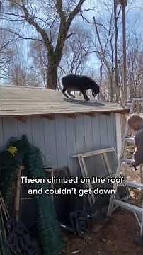Nigerian Dwarf Goat Struggles to Climb Down From Roof - 1523575