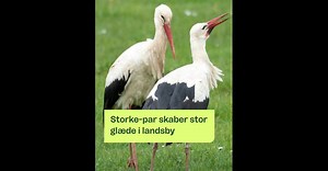 Storkepar hygger sig i Ramten på Djursland 💞 Husk at holde god afstand og giv parret ro. Fotograf: Peter Staunsbjerg | TV2 Østjylland
